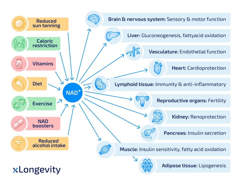 NAD+ infographic