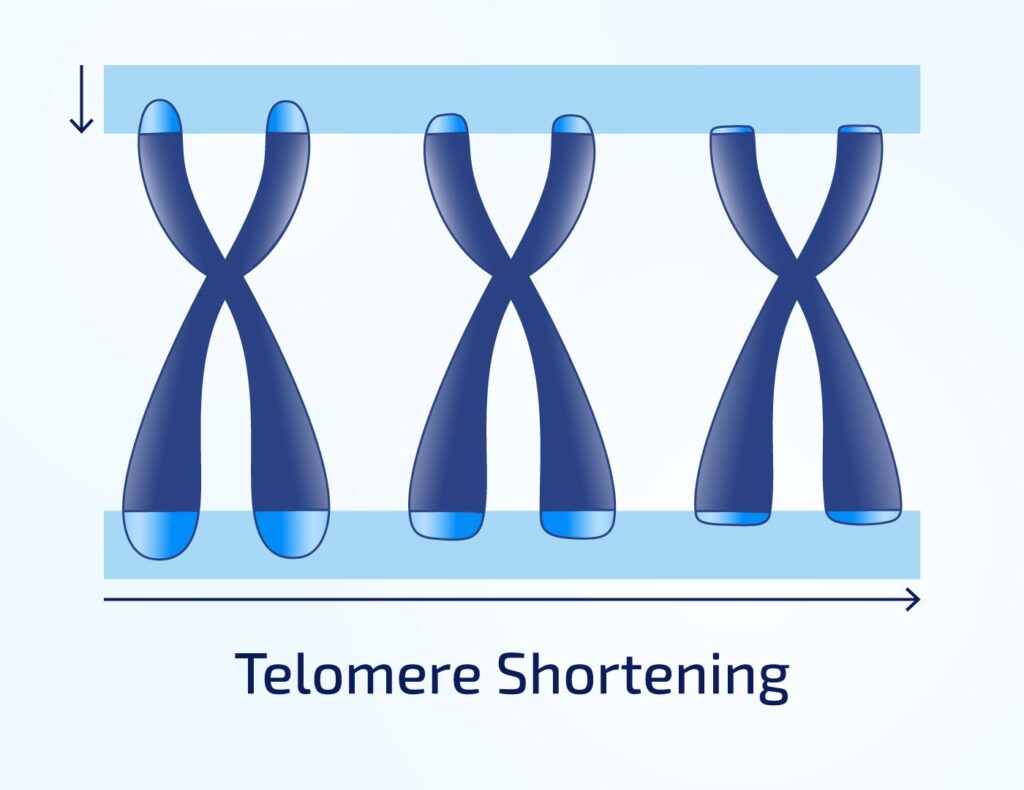 Telomere shortening