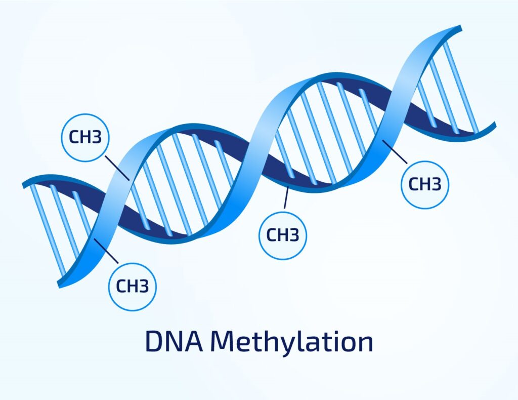 DNA Methylation