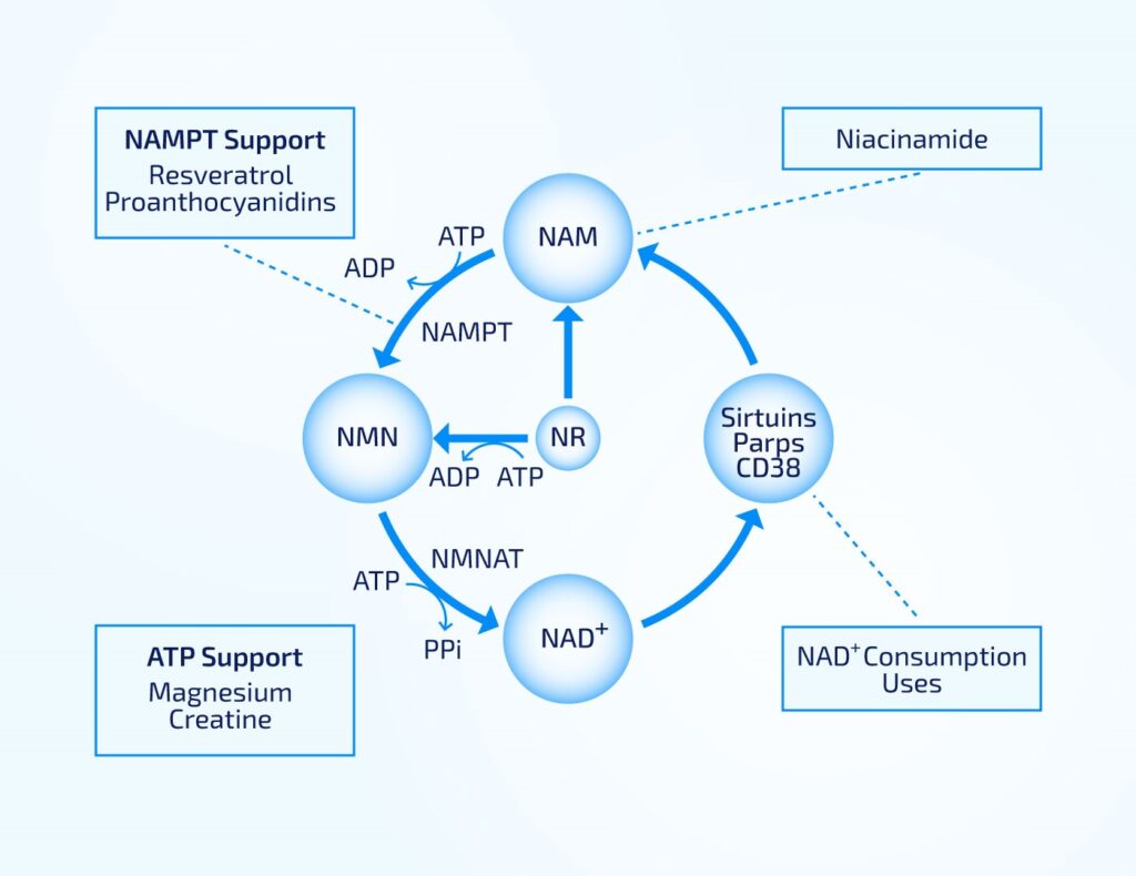 How Do NMN supplements work